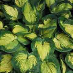 Hosta Paradigm