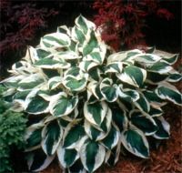 Hosta Patriot