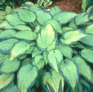Hosta Paul's Glory