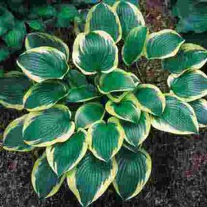 Hosta Queen Josephine