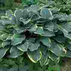 Hosta Regal Splendor