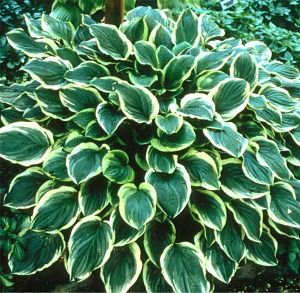 Hosta So Sweet