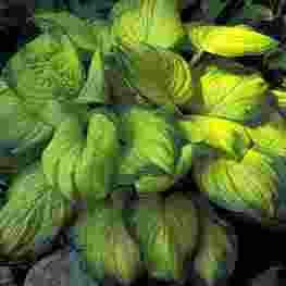 Hosta Stained Glass