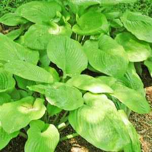 Hosta Sum and Substance