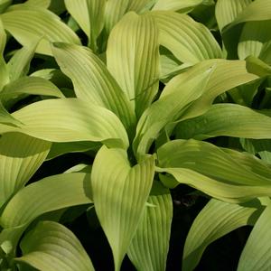 Hosta Sun Power