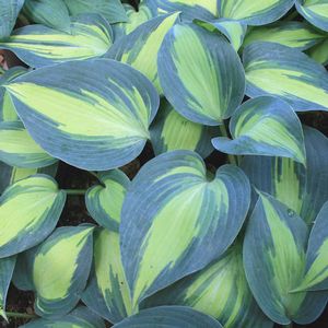 Hosta Touch of Class