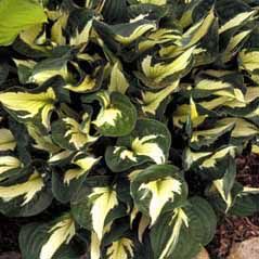 Hosta Whirlwind