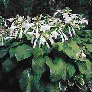 Hosta plantaginea 