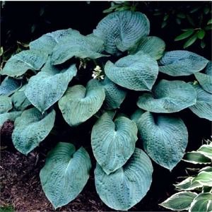 Hosta sieboldiana Elegans