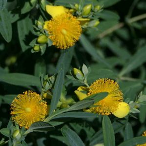 Hypericum calycinum 