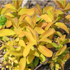 Hypericum calycinum Brigadoon
