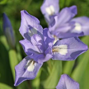 Iris cristata Powder Blue Giant