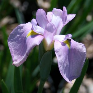 Iris ensata Rose Queen