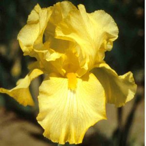 Iris germanica Harvest of Memories