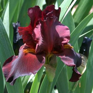 Iris germanica War Chief
