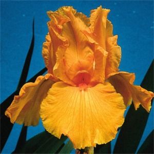 Iris germanica Firebreather
