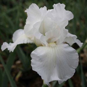 Iris germanica Immortality