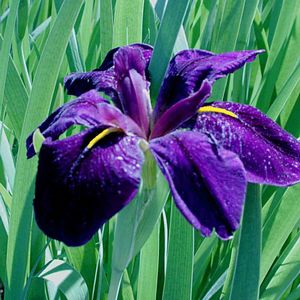 Iris louisiana Black Gamecock