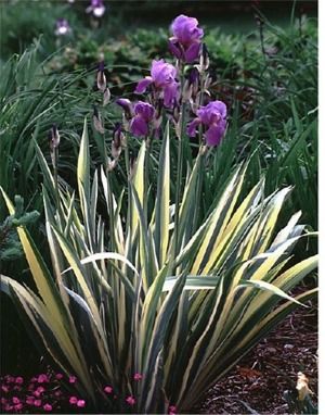 Iris pallida Albo Variegata