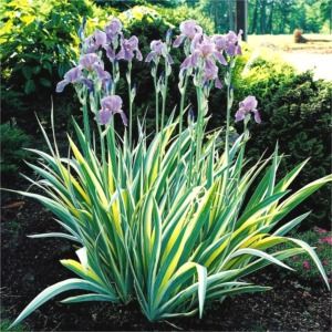 Iris pallida Aureo Variegata