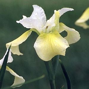 Iris sibirica Butter and Sugar