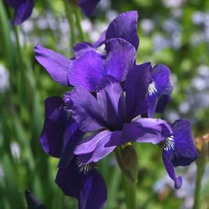 Iris sibirica Caesar's Brother