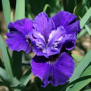Iris sibirica Ruffled Velvet