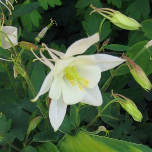 Aquilegia Songbird Dove
