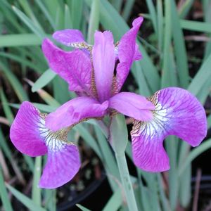 Iris sibirica Sparkling Rose