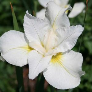 Iris sibirica White Swirl
