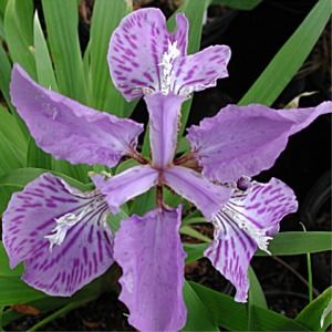 Iris tectorum 