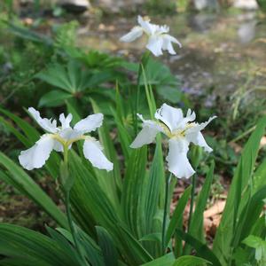 Iris tectorum Alba