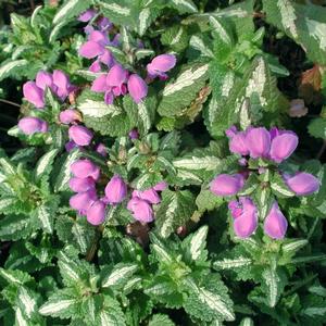 Lamium maculatum Chequers