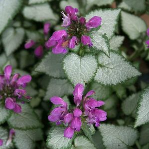 Lamium maculatum Purple Dragon