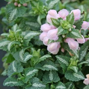 Lamium maculatum Shell Pink
