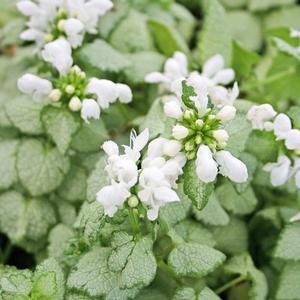 Lamium maculatum White Nancy
