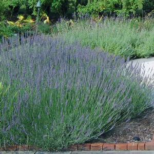 Lavandula intermedia Grosso