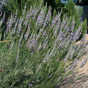 Lavandula intermedia Provence