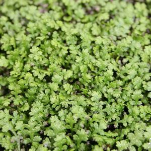 Leptinella gruveri 