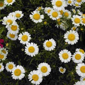 Leucanthemum vulgare Filagran