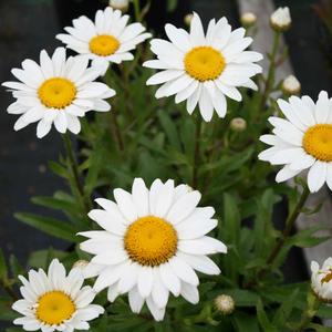 Leucanthemum superbum Snowcap
