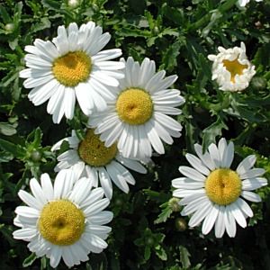 Leucanthemum vulgare May Queen