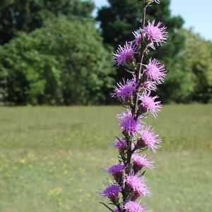 Liatris aspera 