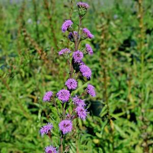Liatris ligulistylis 
