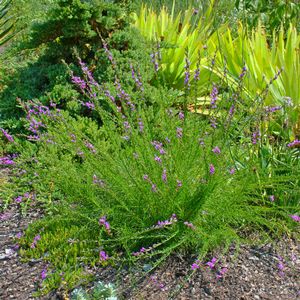 Liatris microcephala 