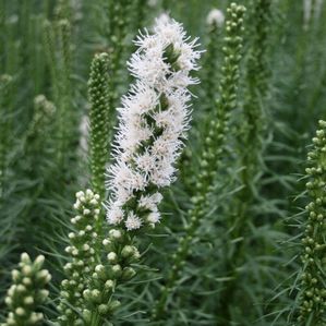 Liatris spicata Floristan White