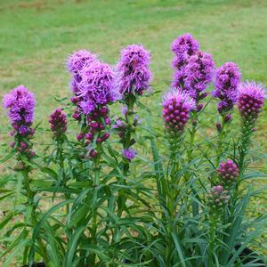 Liatris spicata Kobold (seed strain)