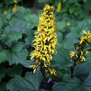 Ligularia (Farfugium) stenocephala Little Rocket