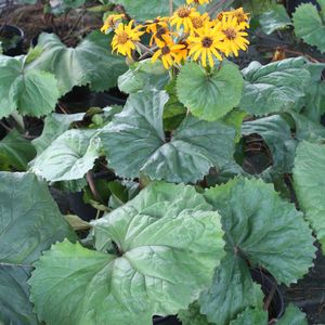 Ligularia (Farfugium) dentata Desdemona