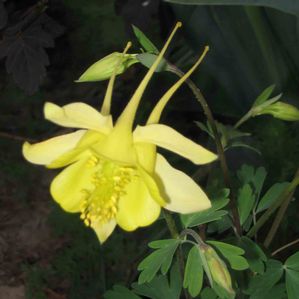 Aquilegia chrysantha 